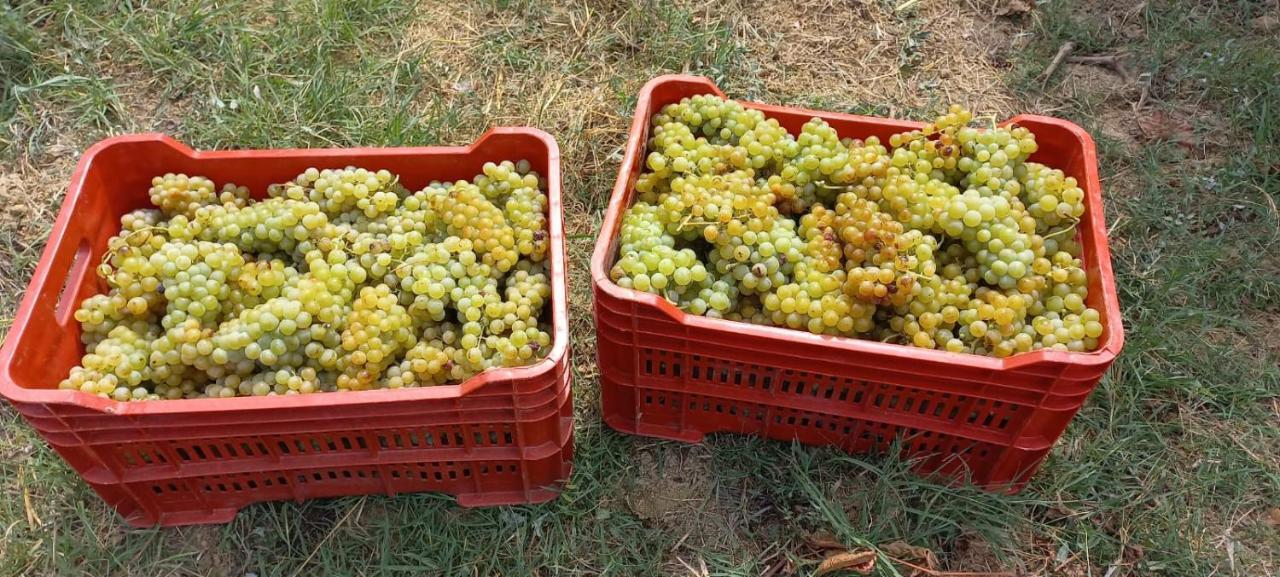 1929 Wine Food Relax Agriturismo Acqui Terme Exteriör bild